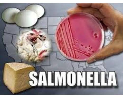 Сальмонельоз – небезпечне захворювання!