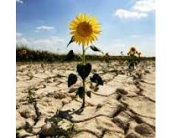 Всесвітній день боротьби з опустелюванням та посухами